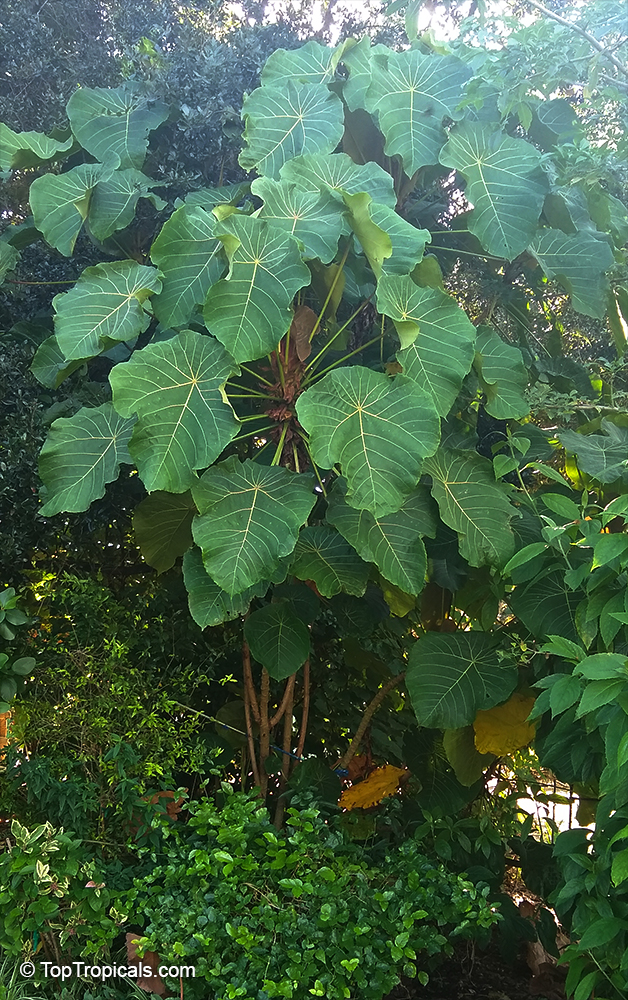 Macaranga sp., Macaranga, Nasturtium Tree, Parasol Leaf Tree