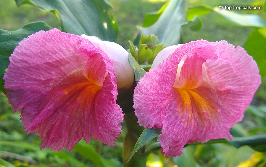 Costus fissiligulatus - African Princess, Cameroon Costus