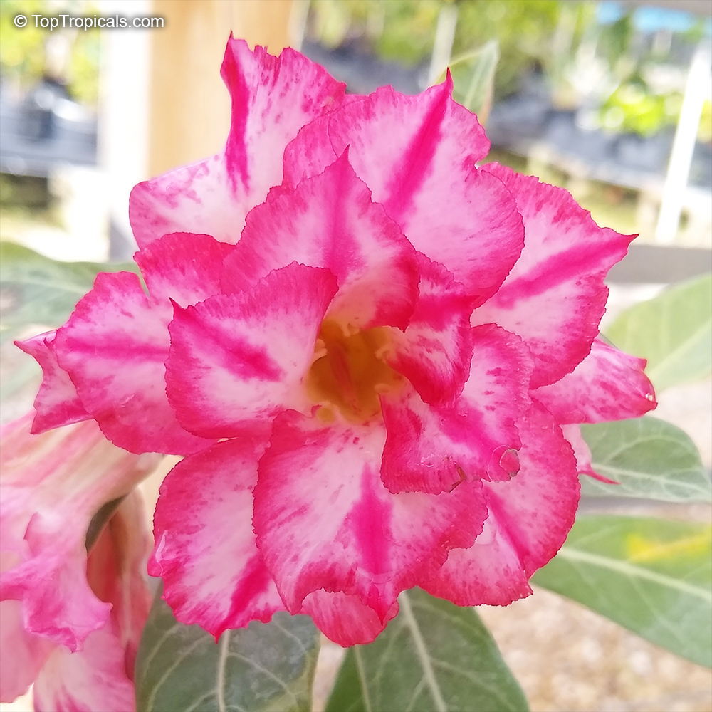 Adenium hybrid (double flower), Double Flower Desert Rose Hybrid. Adenium 'Star Pink'