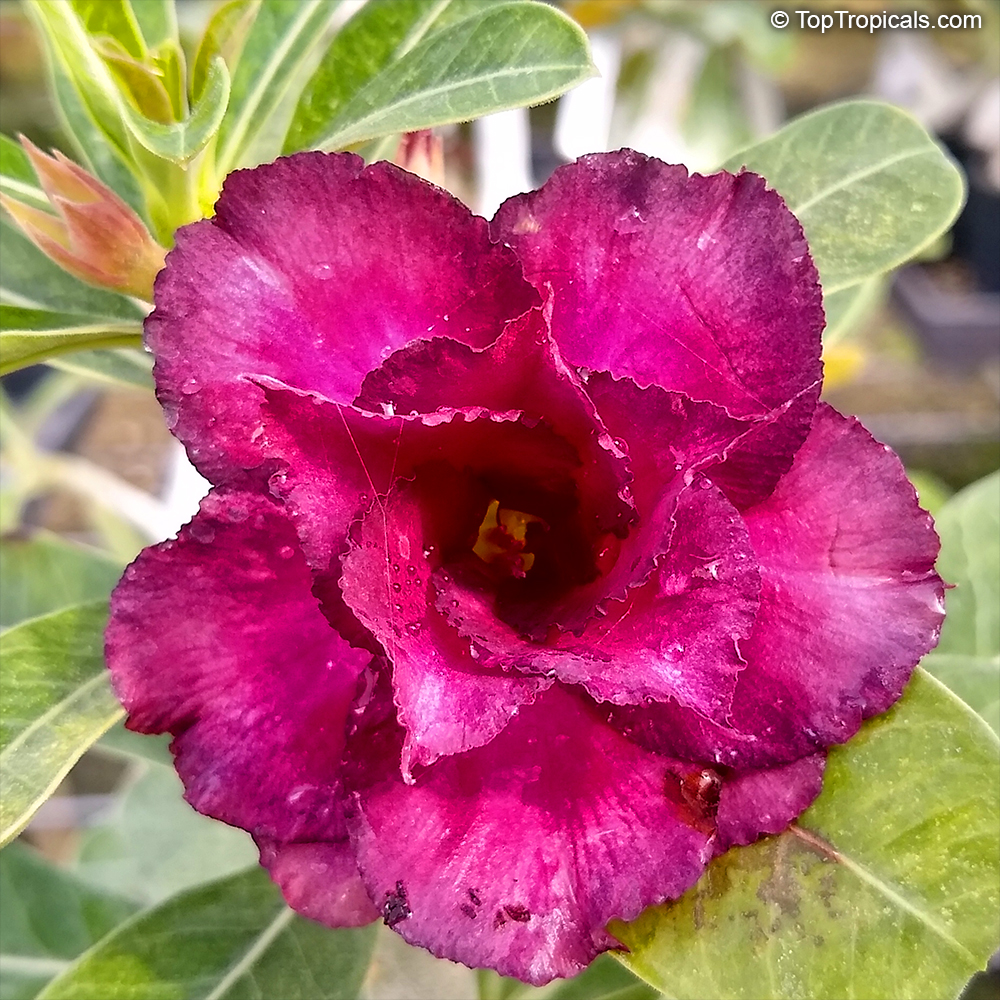 Adenium hybrid (double flower), Double Flower Desert Rose Hybrid. Adenium 'Reddy Purple'