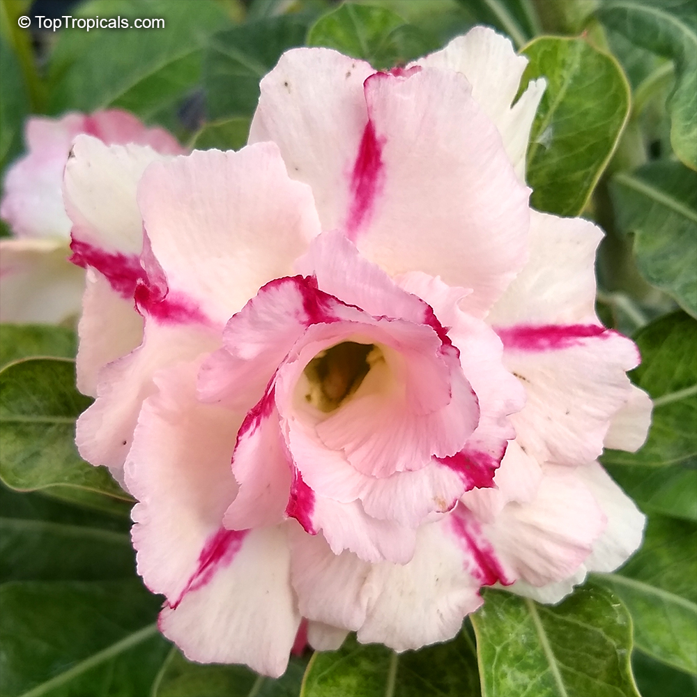 Adenium hybrid (double flower), Double Flower Desert Rose Hybrid. Adenium 'Thong Panchang'