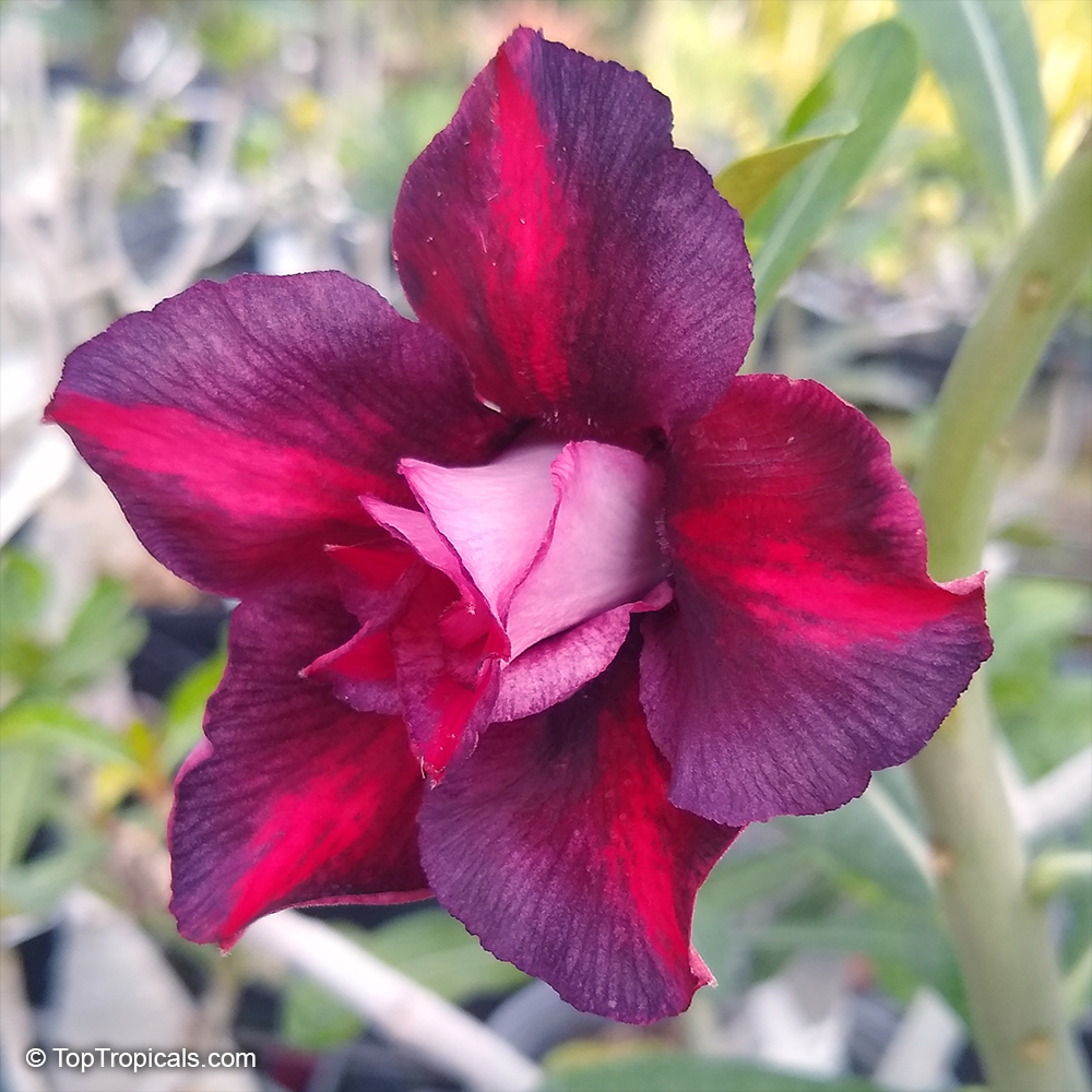 Adenium hybrid (double flower), Double Flower Desert Rose Hybrid. Adenium 'Chok Dee'