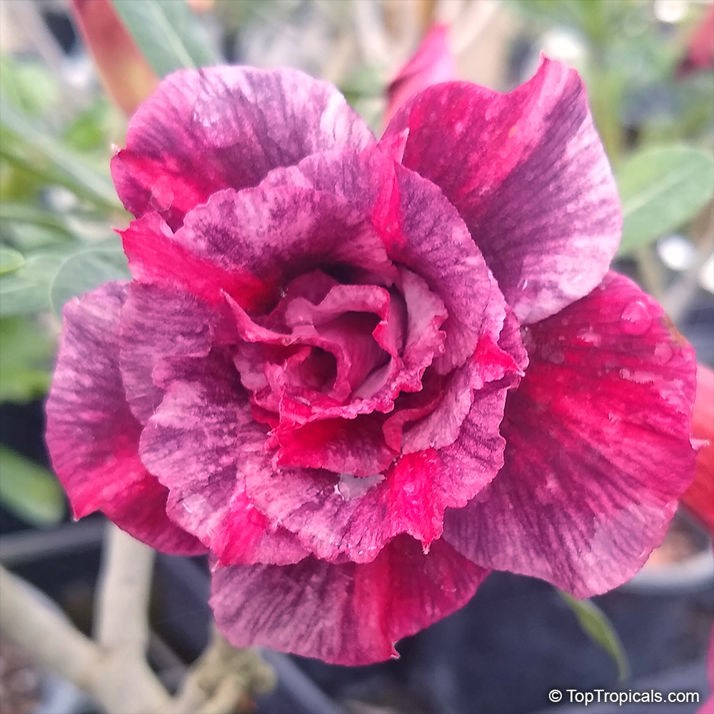 Adenium sp. black hybrids, Black Desert Rose