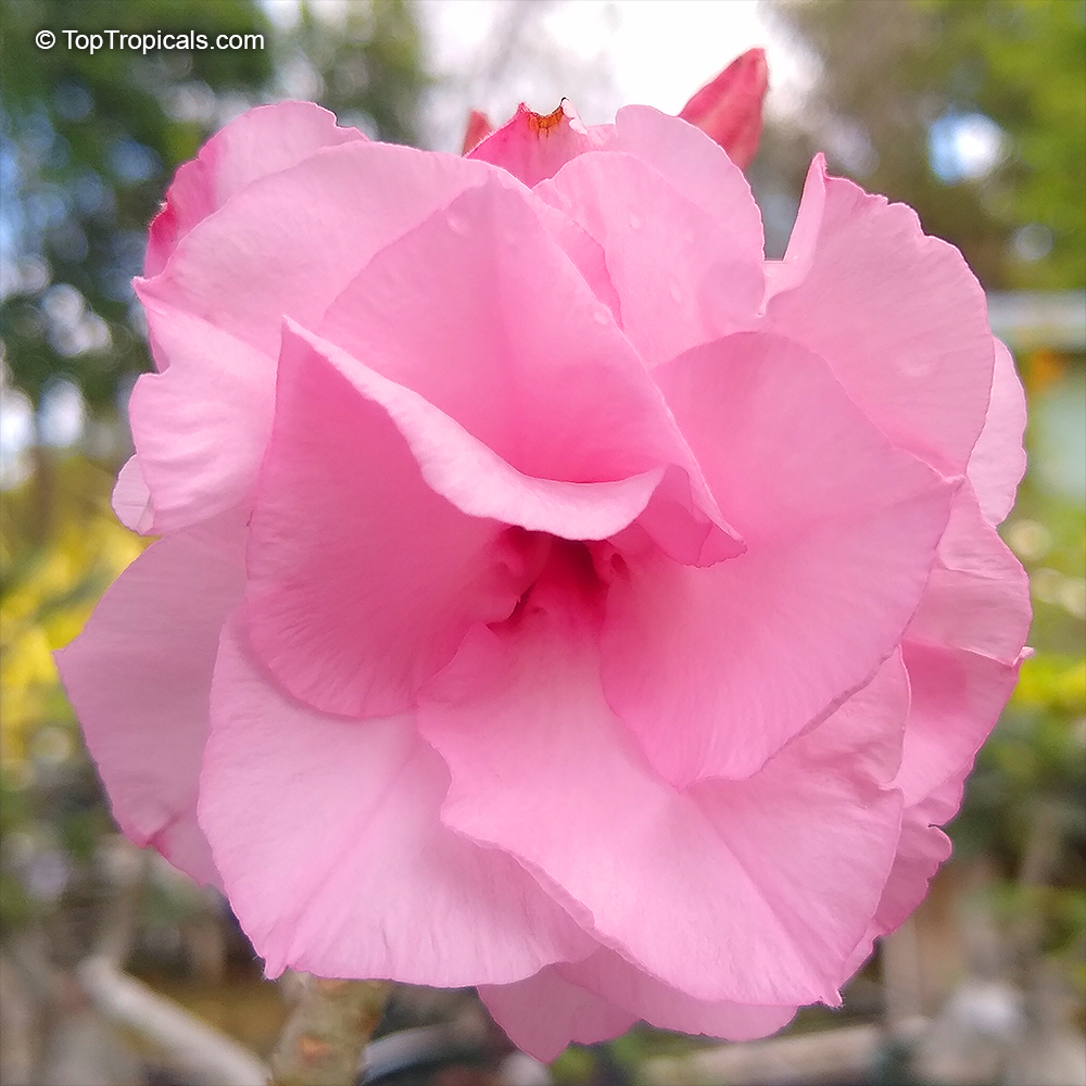 Adenium hybrid (double flower), Double Flower Desert Rose Hybrid. Adenium 'Pratuma'