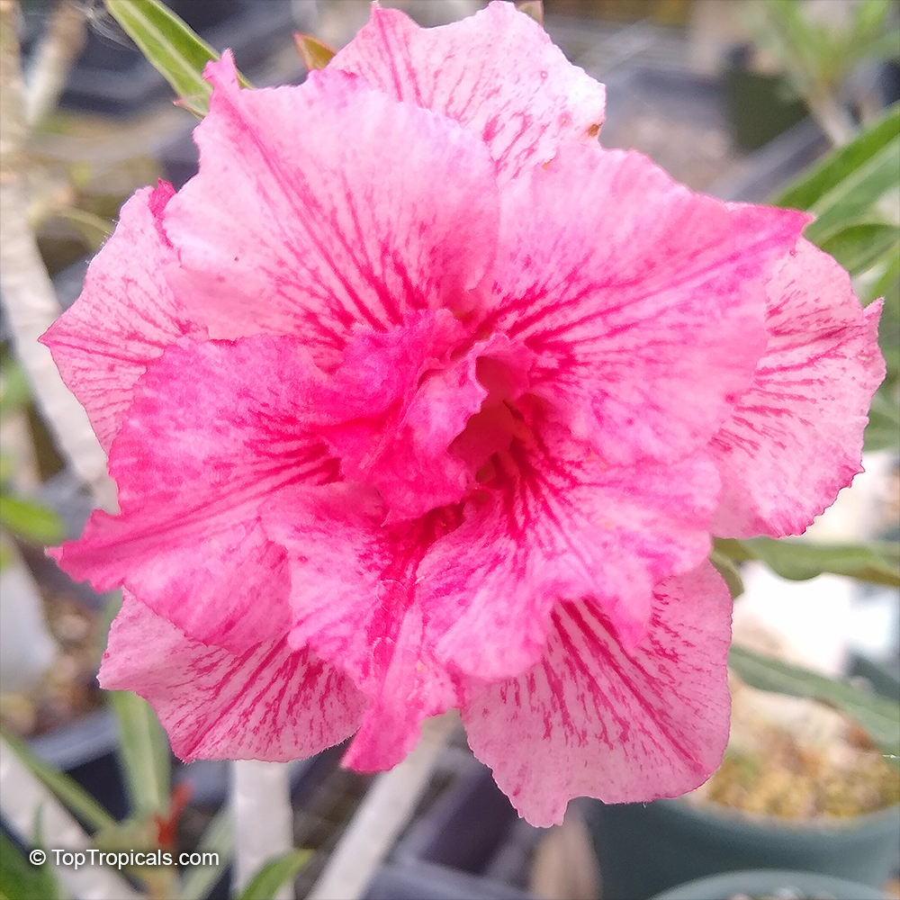 Adenium hybrid (double flower), Double Flower Desert Rose Hybrid. Adenium 'Sai Fah'