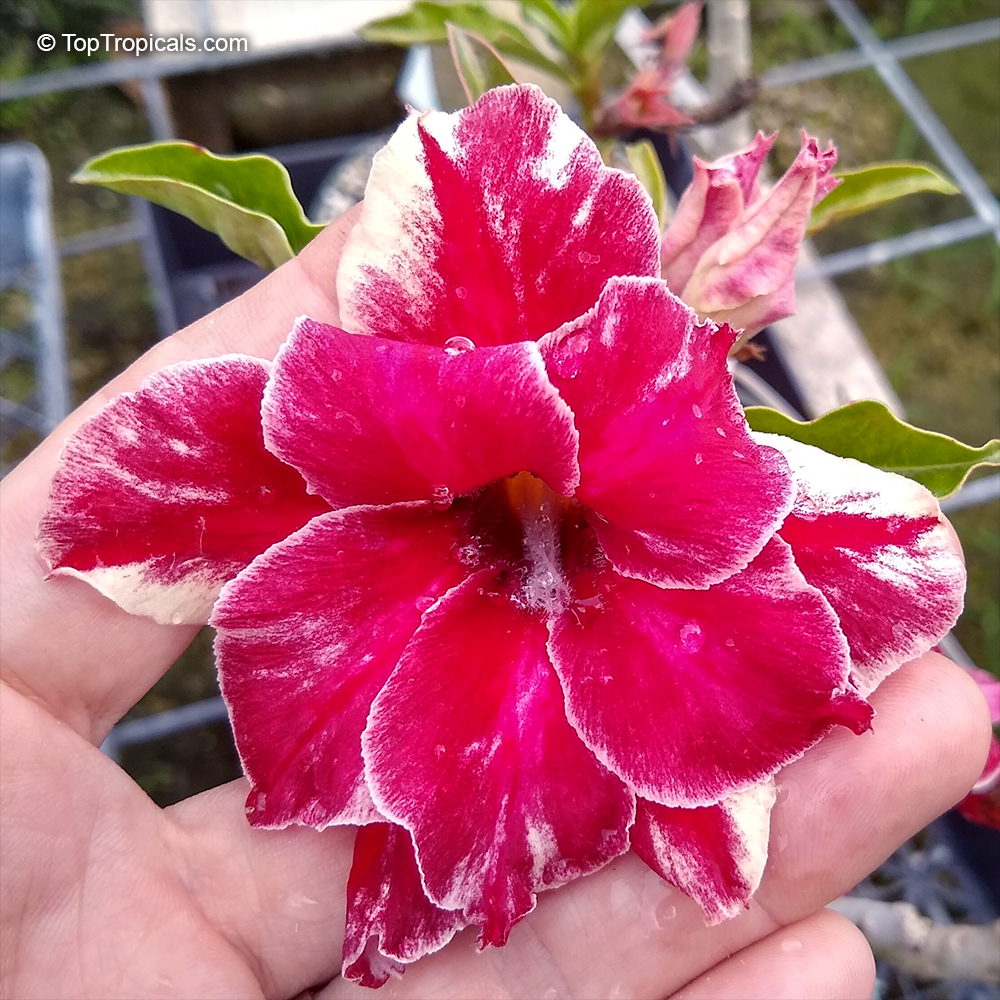 Adenium hybrid (double flower), Double Flower Desert Rose Hybrid. Adenium 'Red Star'