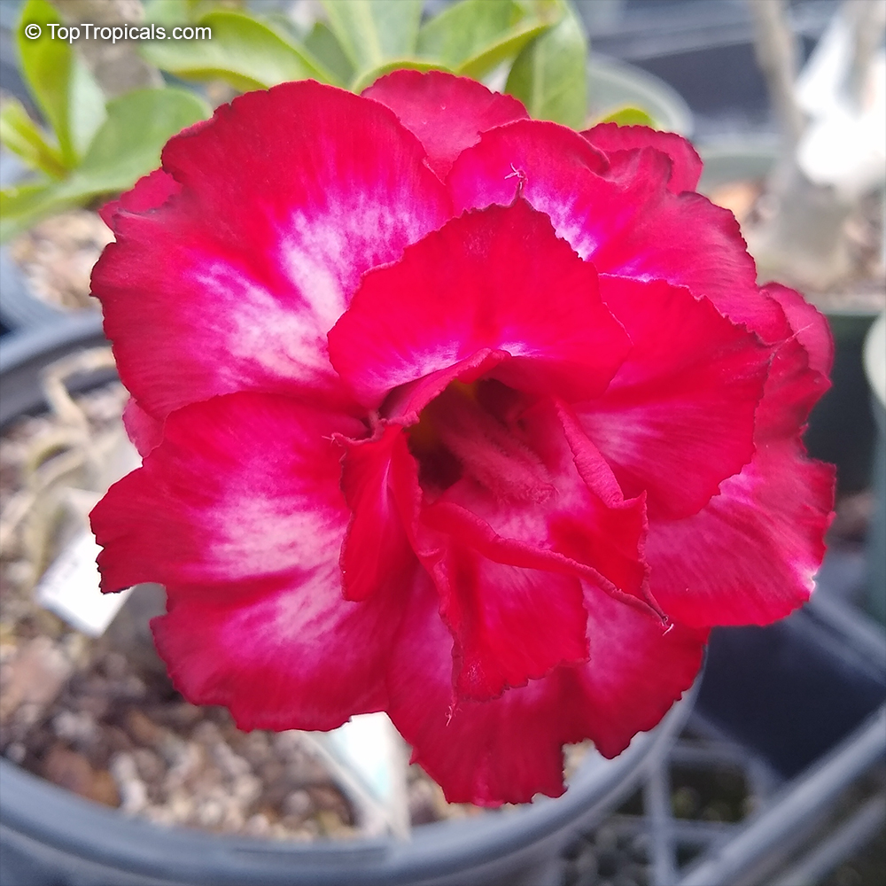 Adenium hybrid (double flower), Double Flower Desert Rose Hybrid. Adenium 'Sab Anan Red'