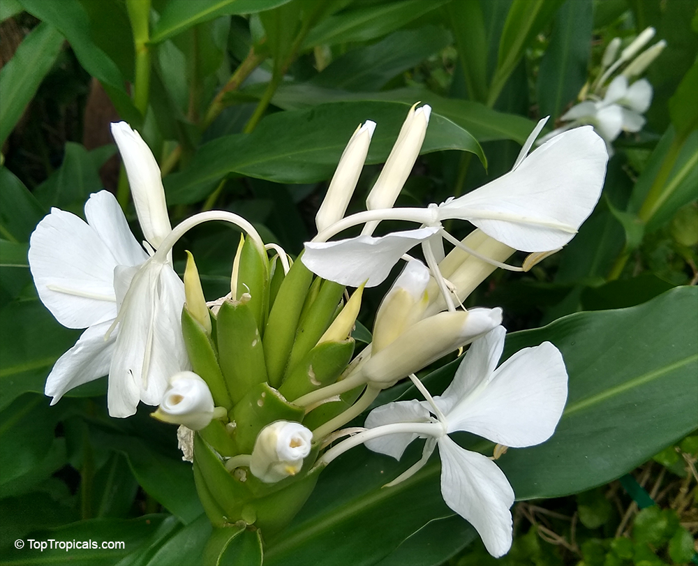 Hedychium coronarium, White Ginger, Butterfly Ginger Lily