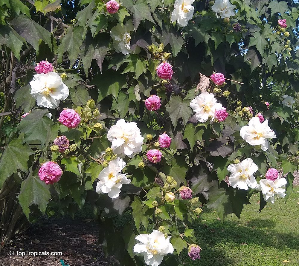 Hibiscus mutabilis, Confederate Rose, Cotton Rose, Common Rose Mallow