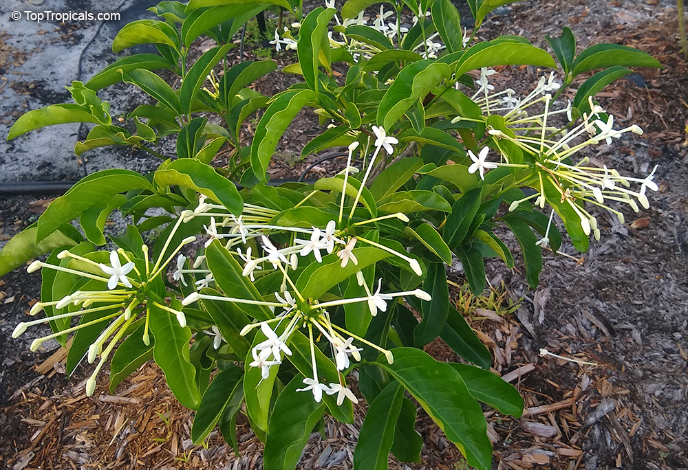 Posoqueria longiflora, Posoqueria trinitatis, Jazmin de Embarcadero, Needle Flower Tree