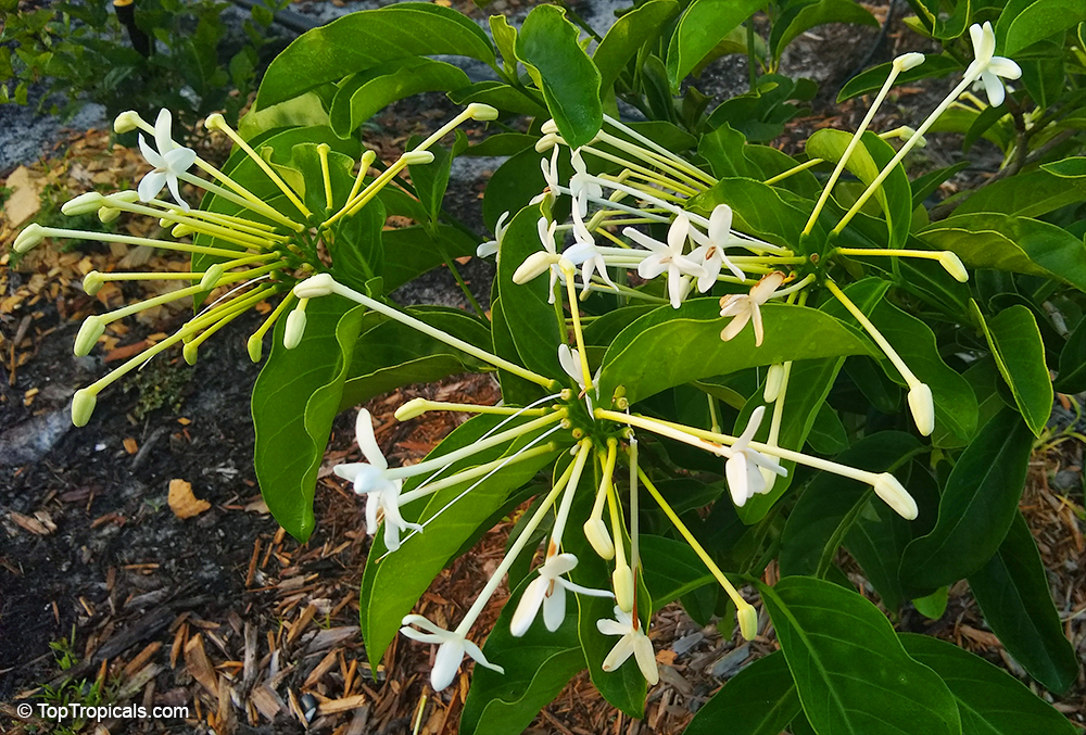 Posoqueria longiflora, Posoqueria trinitatis, Jazmin de Embarcadero, Needle Flower Tree