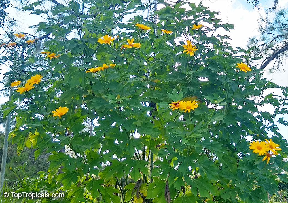 Tithonia diversifolia, Sunflower Tree, Tree Marigold, Wild Sunflower 