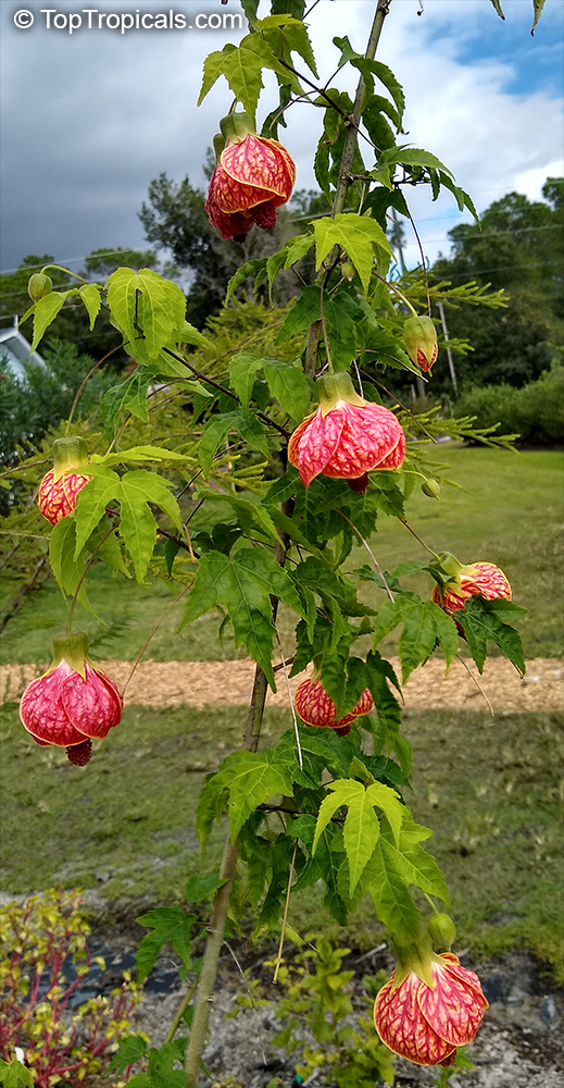 Abutilon x hybridum, Flowering Maple, Weeping Maple,Chinese Lantern