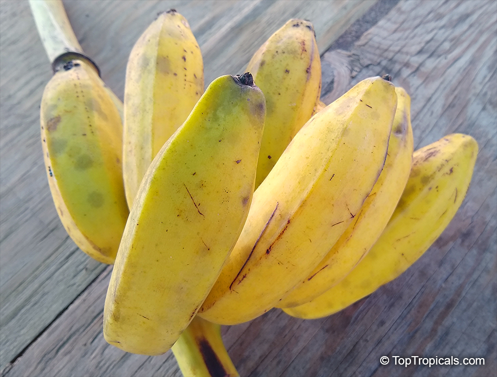 Musa sp., Banana, Bananier Nain, Canbur, Curro, Plantain. Musa x 'Dwarf Nam Wah'