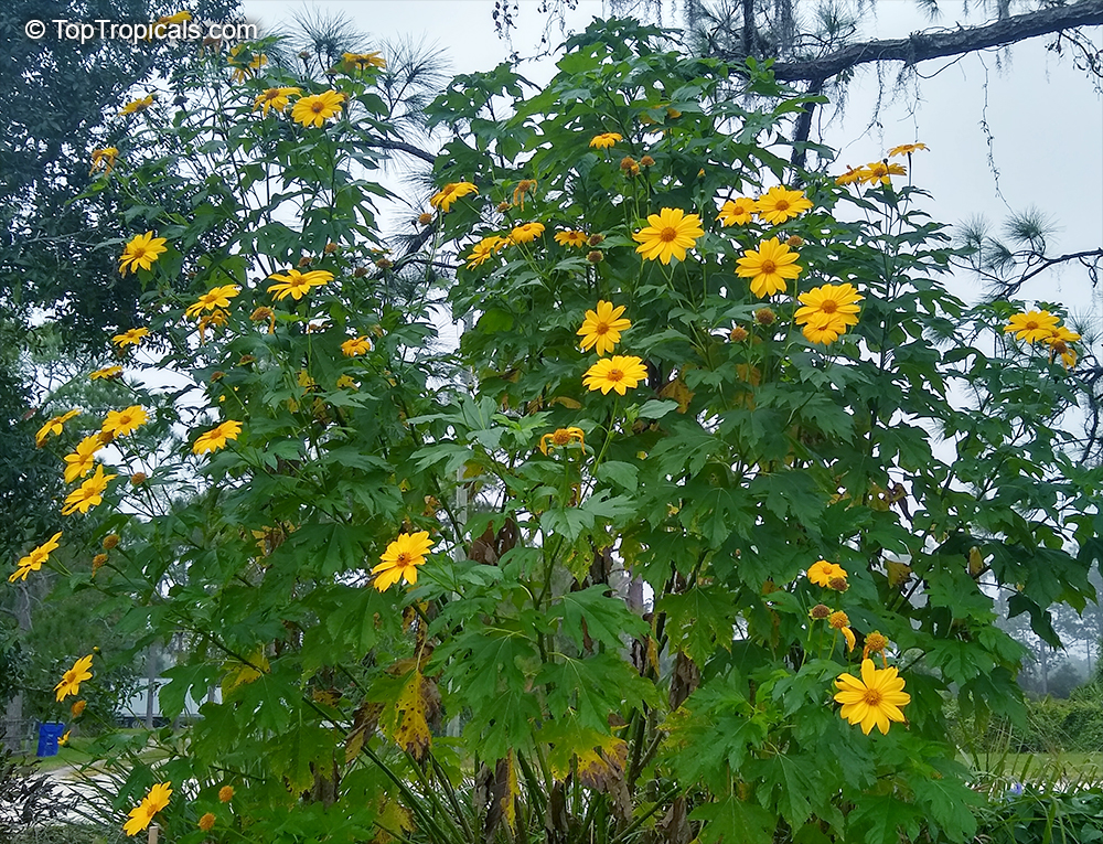 Tithonia diversifolia - Sunflower tree