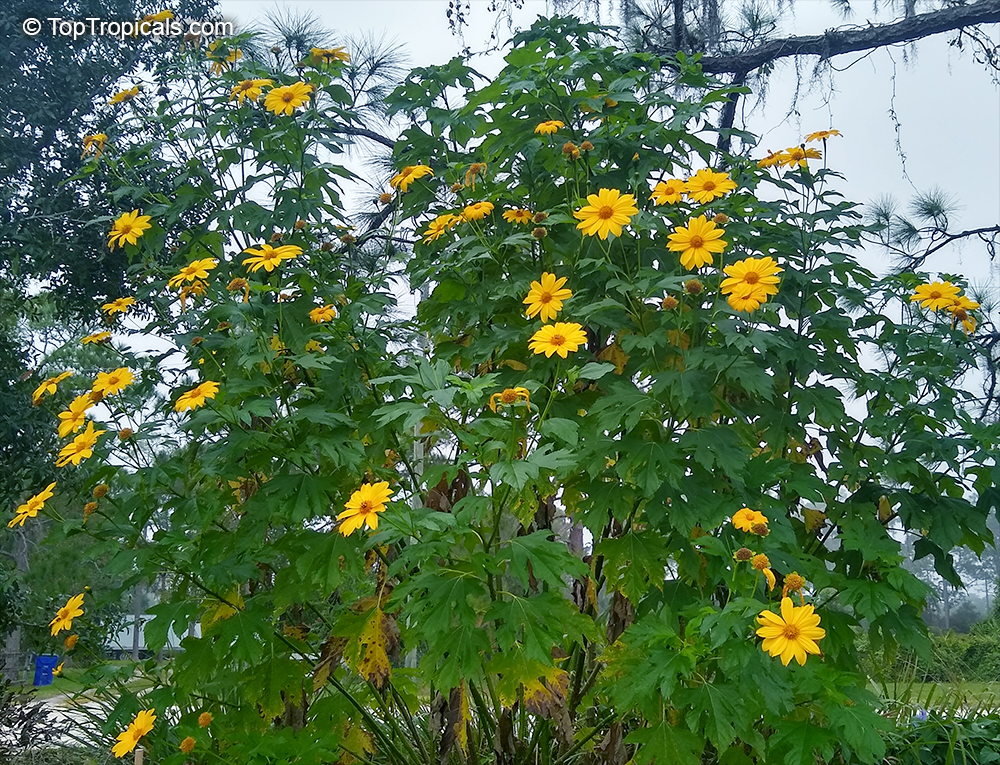 Flowering hedge Tithonia diversifolia - Sunflower tree