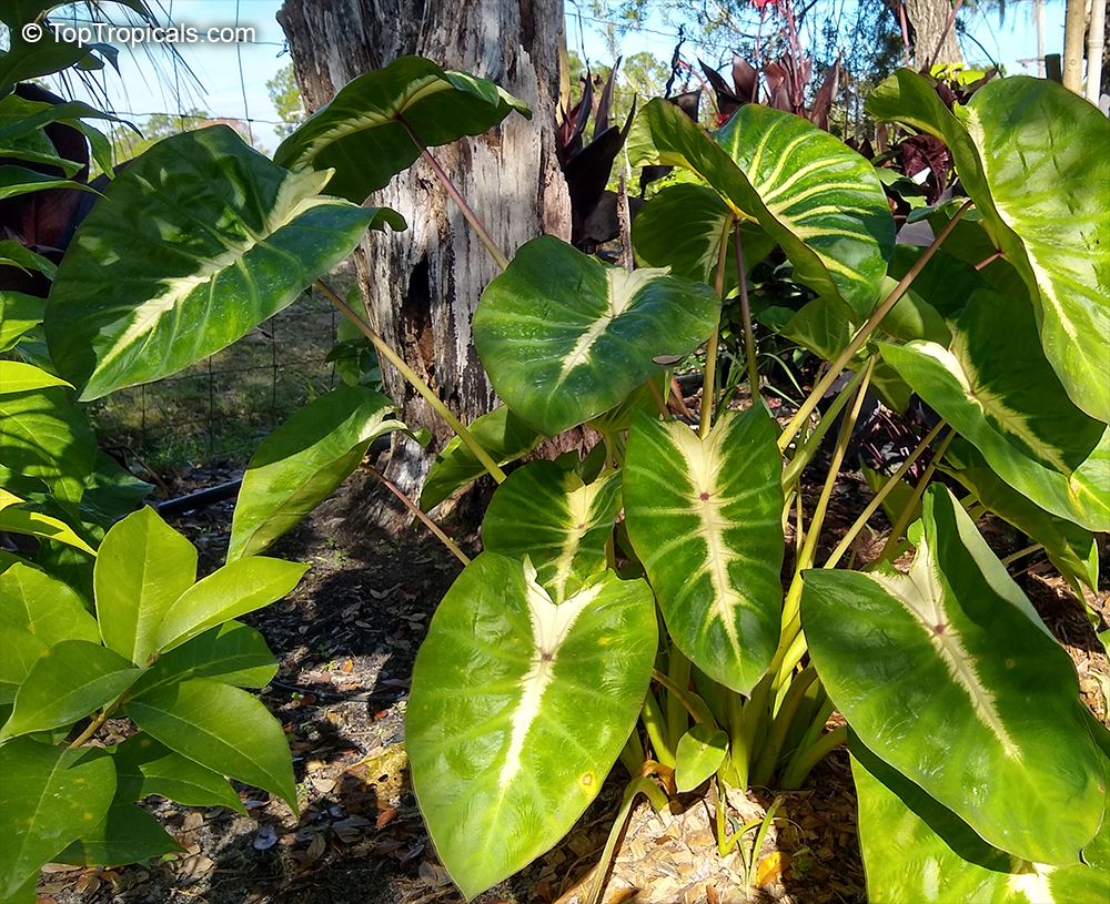 Colocasia esculenta 'Maui Sunrise', Elephant Ear 'Maui Sunrise'
