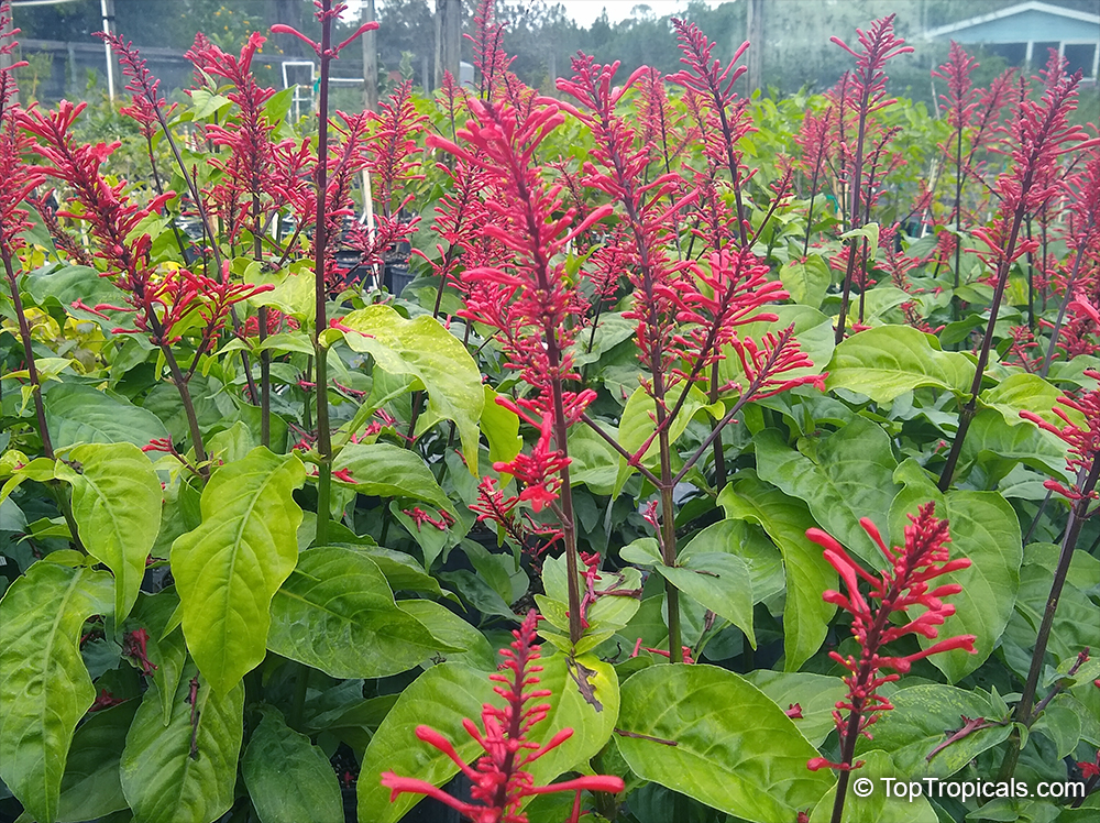 Odontonema Firespike