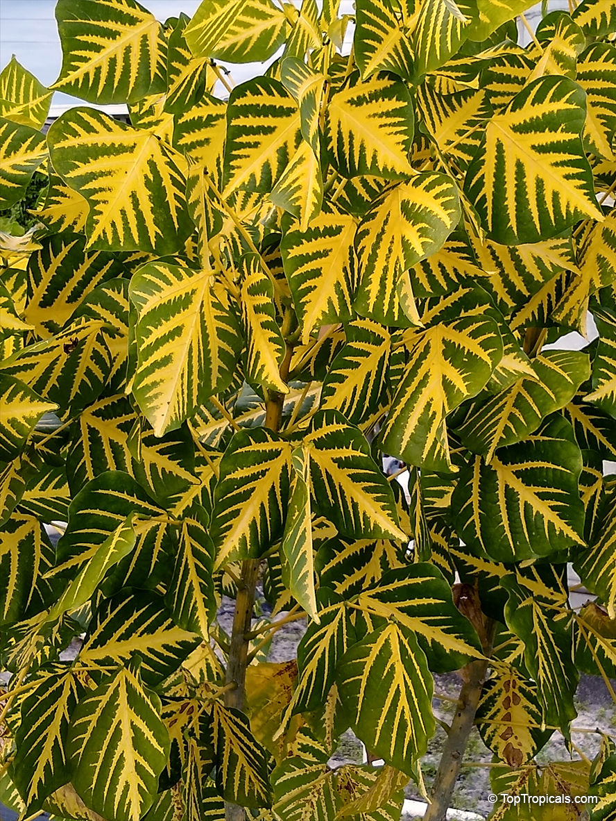 Erythrina variegata, Erythrina indica, Coral Tree, Sunshine Tree