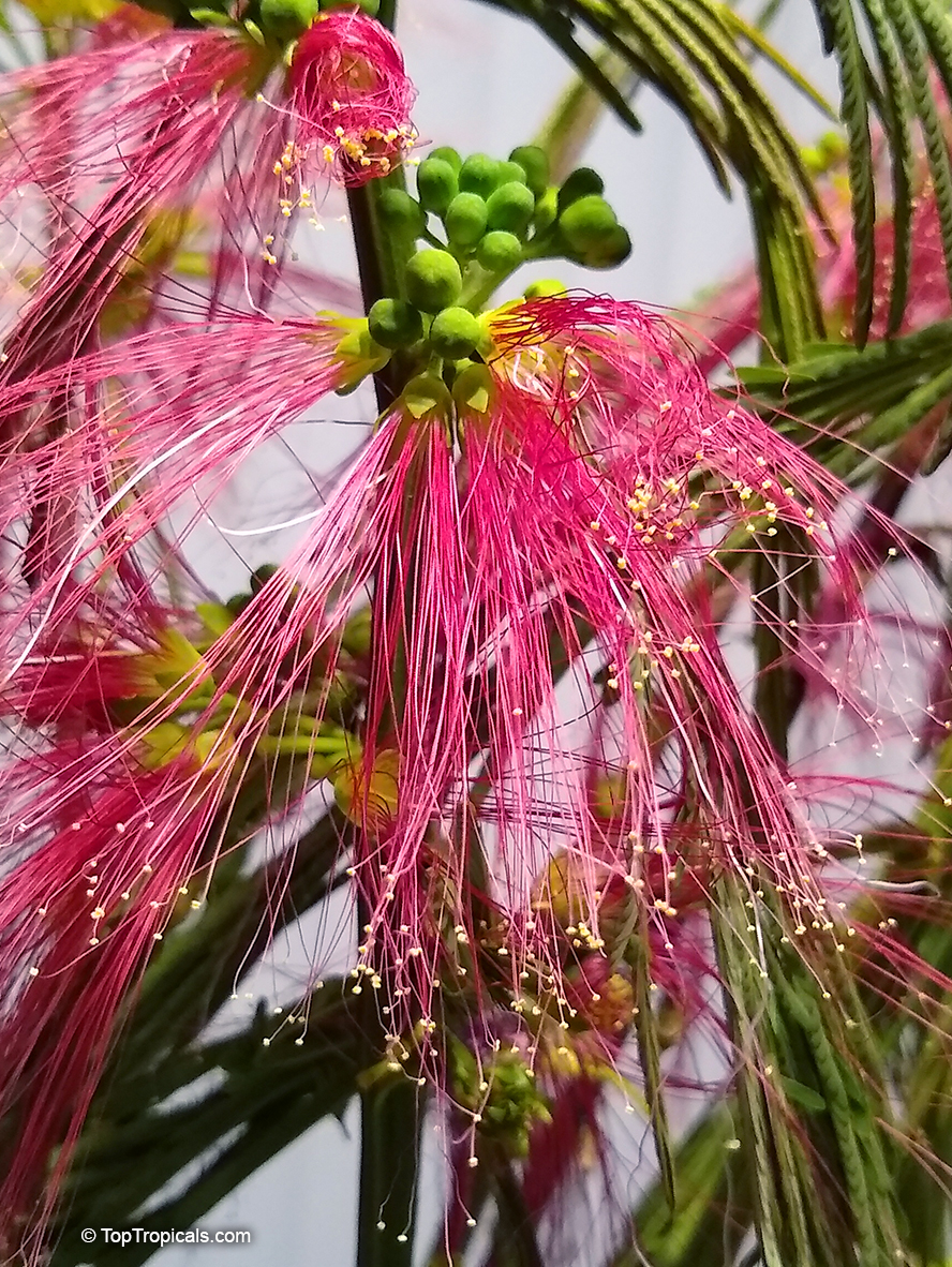 Calliandra houstoniana, Tree Calliandra, Powderpuff