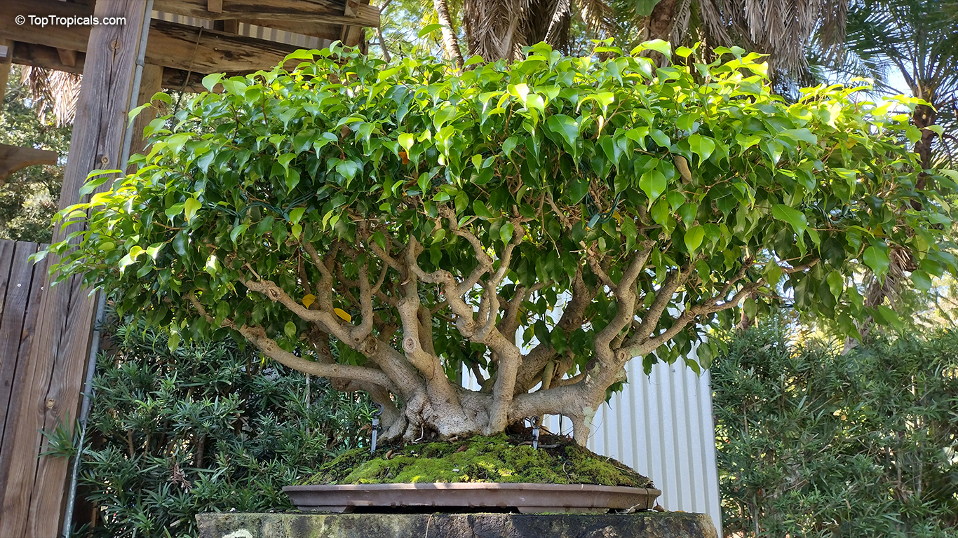 Bonsai Ficus : Ginseng, Retusa, Benjamina