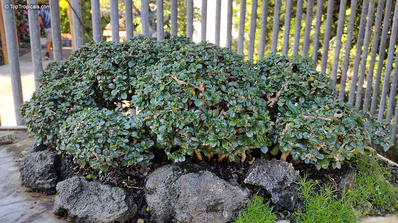 Ehretia sp., Puzzle bush