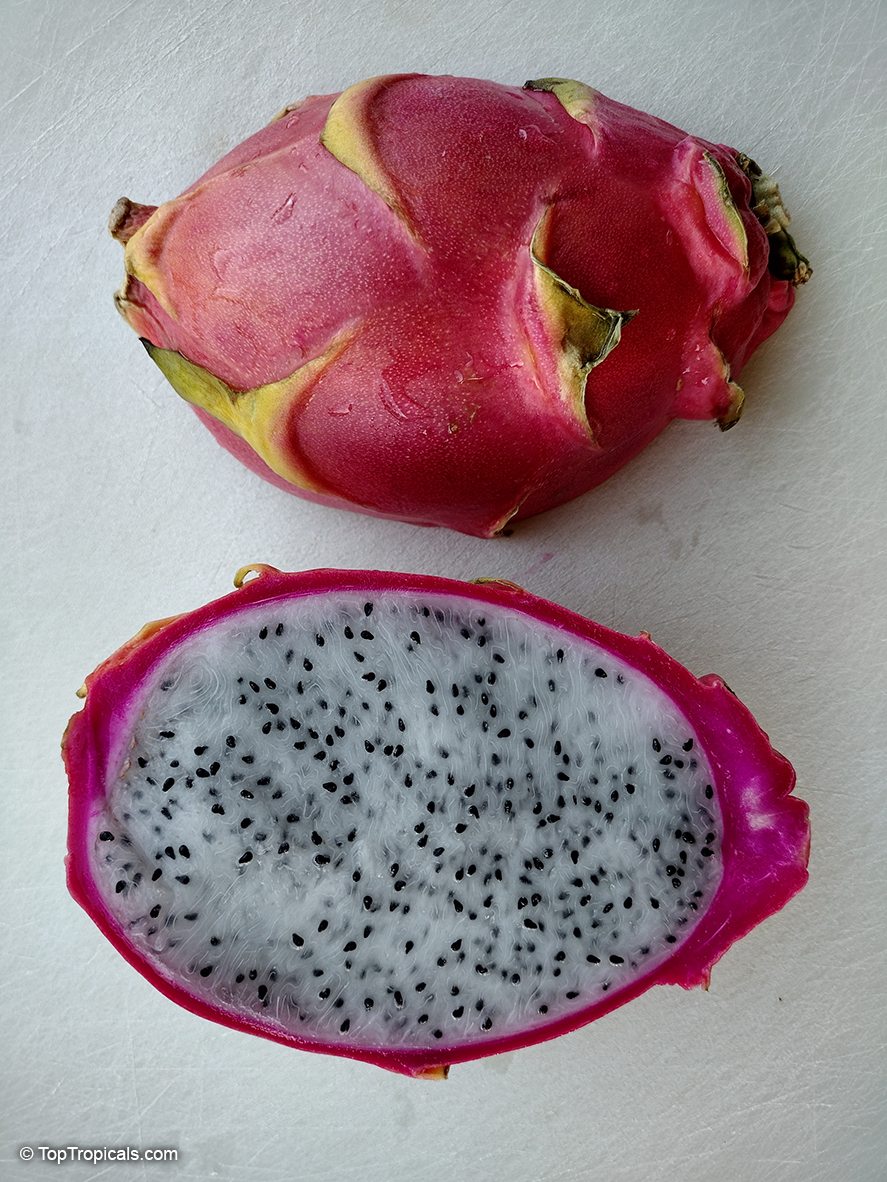 11 of The Best Dragon Fruit (Pitaya) Cultivars