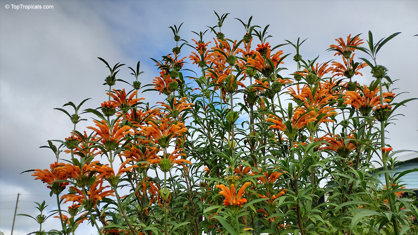 Flowering hedge Leonotis leonurus - Lions Ears