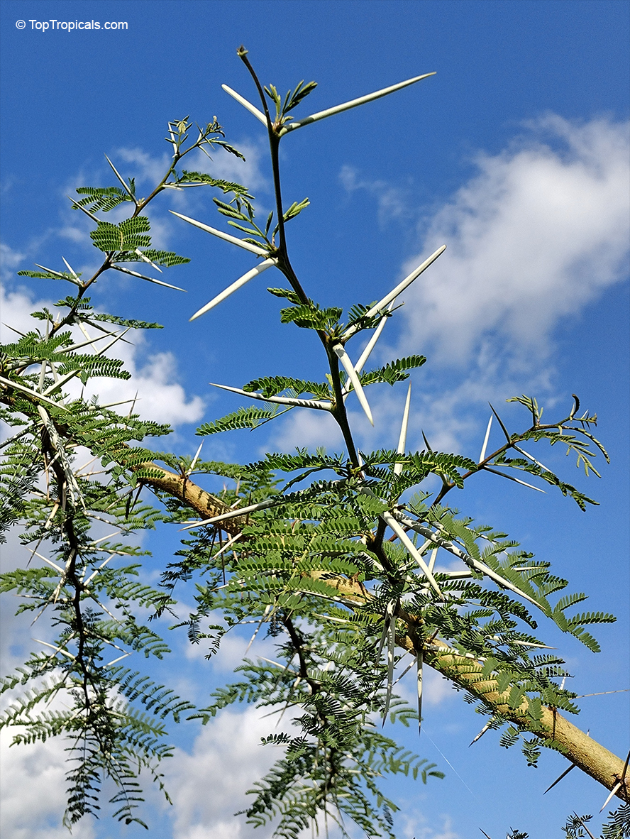 Acacia xanthophloea - seeds