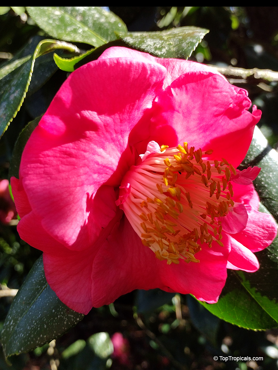 Camellia japonica, Camellia sasanqua, Camellia. Camellia japonica 'Akashigata'