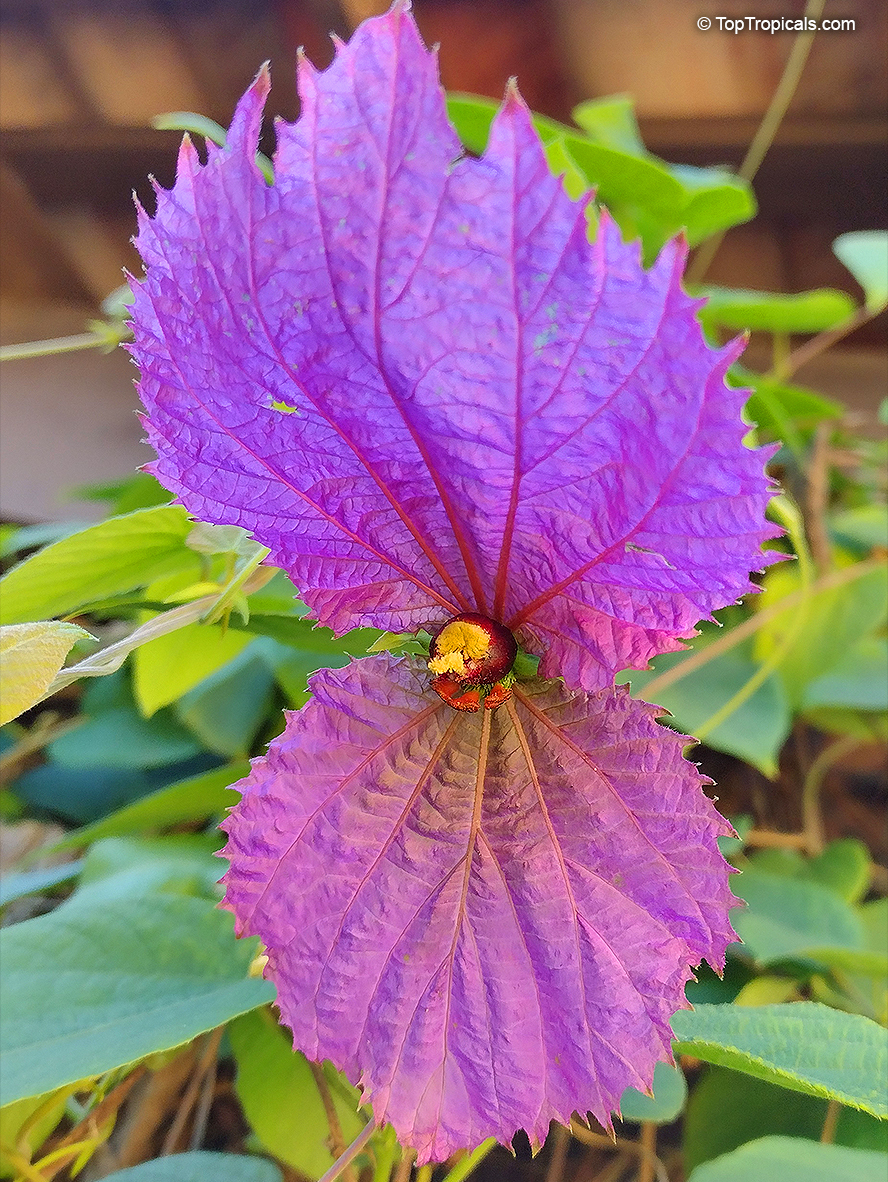 Dalechampia dioscoreifolia, Winged Beauty, Costa Rican Butterfly Vine