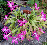 Schlumbergera sp., Orchid Cactus, Thanksgiving Cactus, Christmas Cactus, Crab Cactus