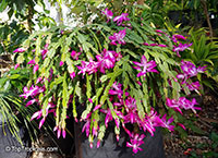 Schlumbergera sp., Orchid Cactus, Thanksgiving Cactus, Christmas Cactus, Crab Cactus
