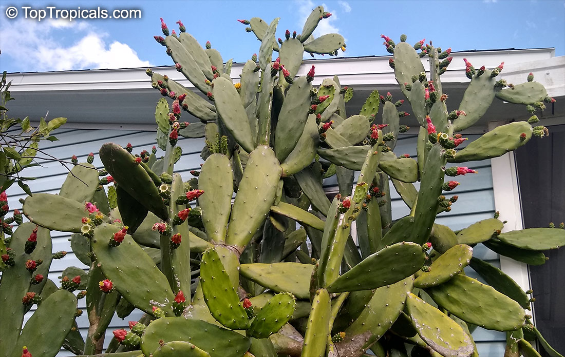 Opuntia cochenillifera, Nopalea cochenillifera, Opuntia nuda, Cochineal Cactus, Warm hand, Velvet Opuntia, Nopales Opuntia, Nopal Cactus