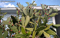 Opuntia cochenillifera, Nopalea cochenillifera, Opuntia nuda, Cochineal Cactus, Warm hand, Velvet Opuntia, Nopales Opuntia, Nopal Cactus

Click to see full-size image