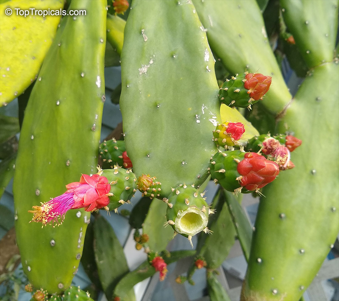 Opuntia cochenillifera, Nopalea cochenillifera, Opuntia nuda, Cochineal Cactus, Warm hand, Velvet Opuntia, Nopales Opuntia, Nopal Cactus