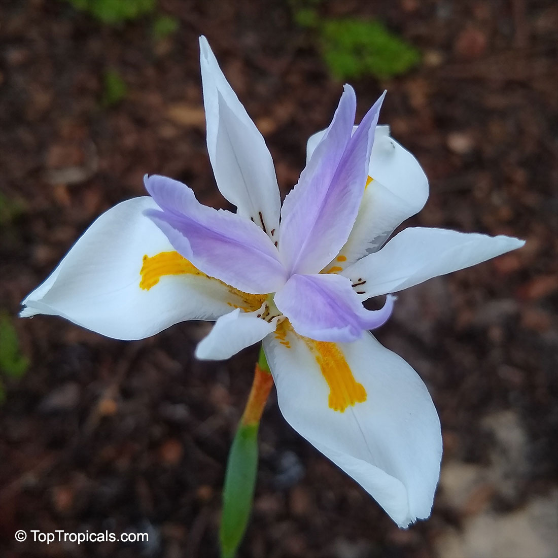 Dietes sp., Wild Iris, Fairy Iris, African Iris