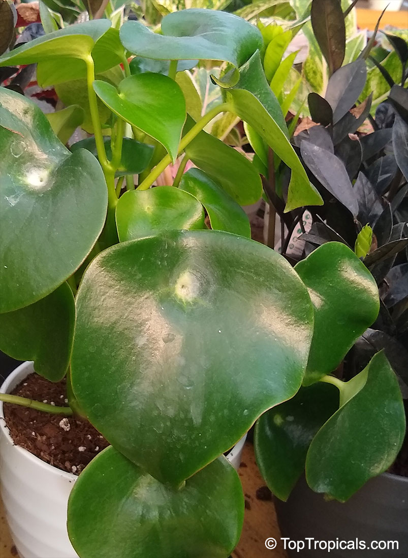 Peperomia polybotrya, Coin Leaf Peperomia