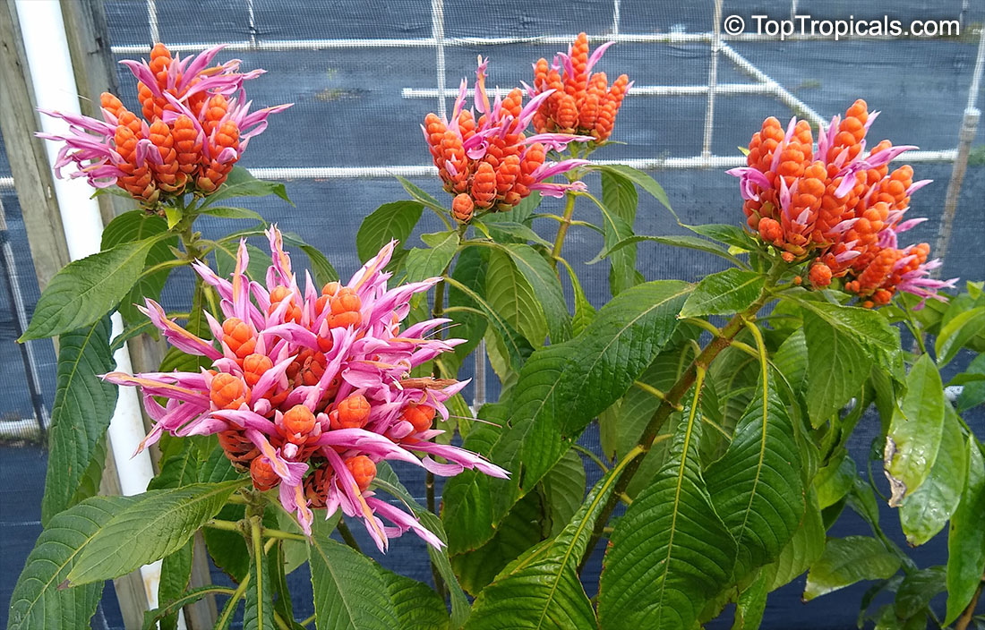 Aphelandra sinclairiana - Panama Queen