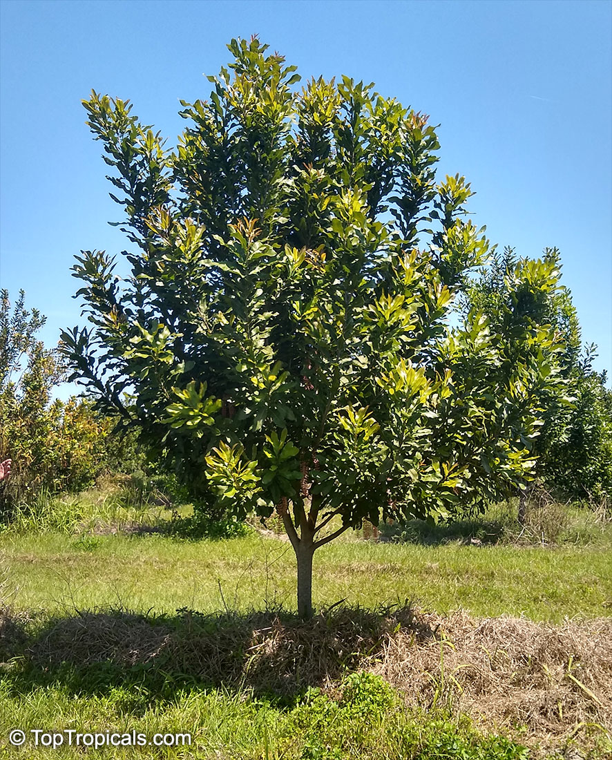 Macadamia nut tree, Macadamia 
integrifolia
