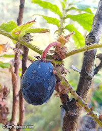 Davidsonia pruriens, Davidson's plum

Click to see full-size image