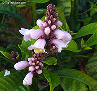Phlogacanthus turgidus, Lavender Bells

Click to see full-size image