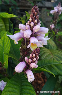 Phlogacanthus turgidus, Lavender Bells

Click to see full-size image