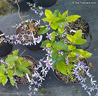 Petrea volubilis, Petrea kohautiana, Petrea racemosa, Queen's Wreath, Sandpaper Vine

Click to see full-size image