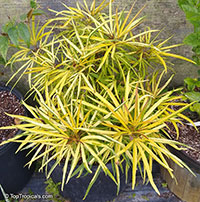 Osmoxylon lineare, Boerlagiodendron lineare, Miagos bush

Click to see full-size image