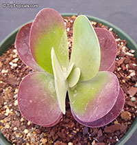 Kalanchoe tetraphylla, Kalanchoe thyrsiflora, Paddle Leaf, Flapjacks, Desert Cabbage

Click to see full-size image