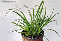 Cymbopogon citratus, Lemon Grass, Oil Grass

Click to see full-size image