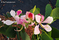 Bauhinia monandra, Orchid tree, Napoleon's plume

Click to see full-size image