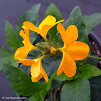 Crossandra infundibuliformis, Crossandra undulifolia Yellow, Yellow Crossandra

Click to see full-size image