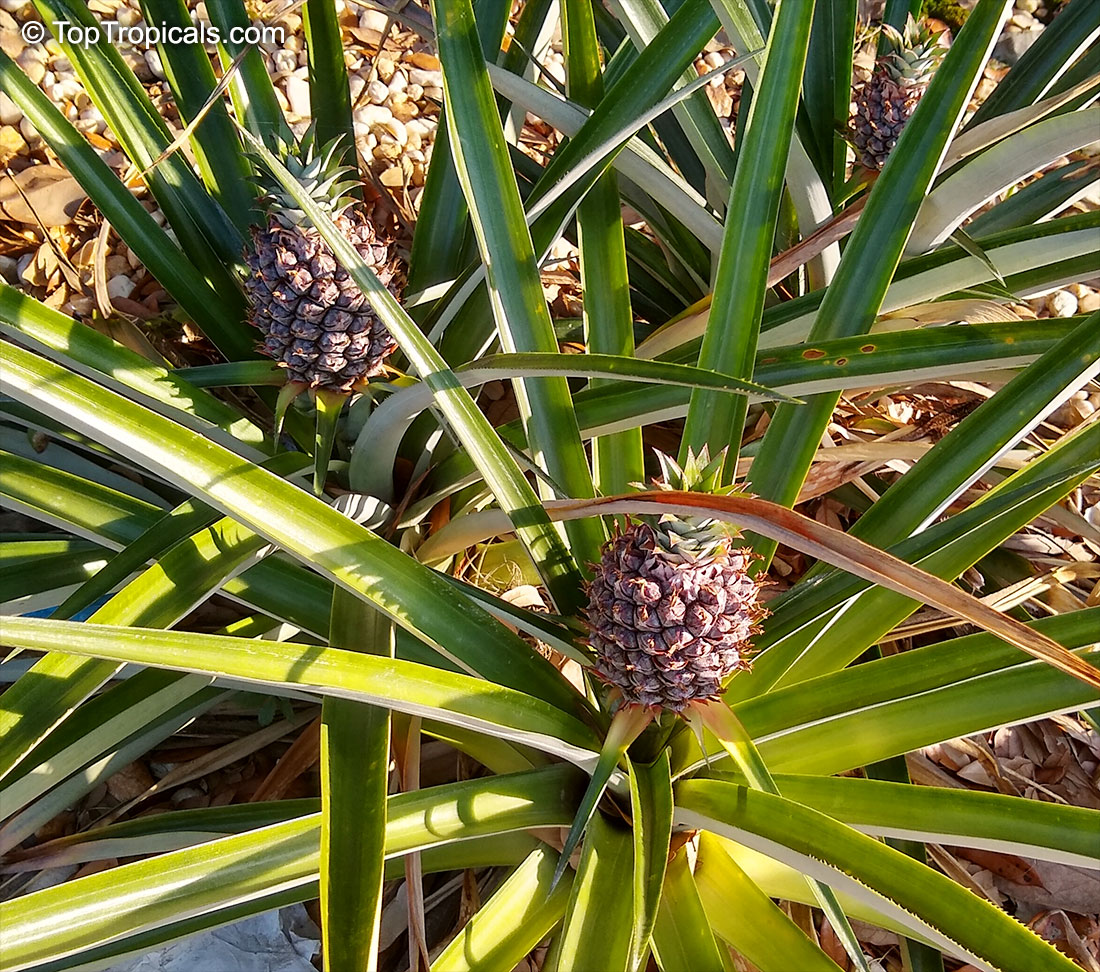 Ananas sp., Pineapple, Pina